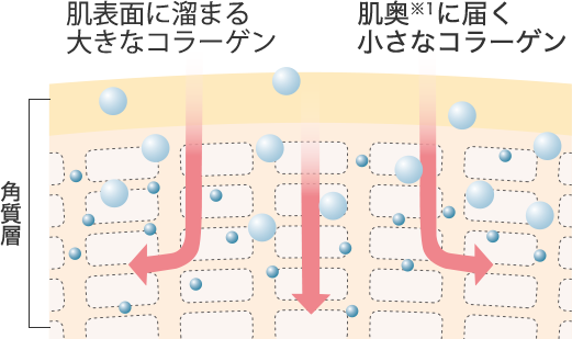 肌表面に溜まる大きなコラーゲン 肌奥※1に届く小さなコラーゲン