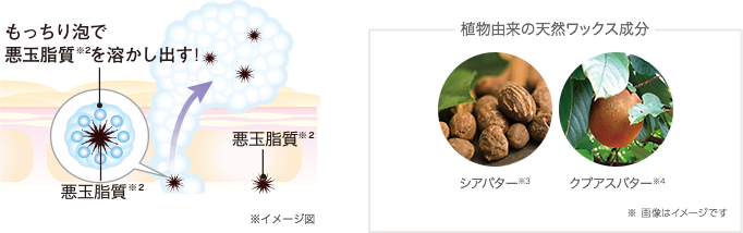 もっちり泡で悪玉脂質※2を溶かし出す！※イメージ図 植物由来の天然ワックス成分 シアバター※3 クプアスバター※4 ※ 画像はイメージです