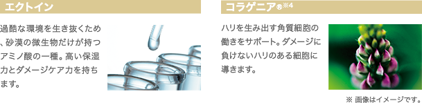 エクトイン：過酷な環境を生き抜くため、砂漠の微生物だけが持つアミノ酸の一種。高い保湿力とダメージケア力を持ちます。 コラゲニア(R)※4：ハリを生み出す角質細胞の働きをサポート。ダメージに負けないハリのある細胞に導きます。  ※画像はイメージです。