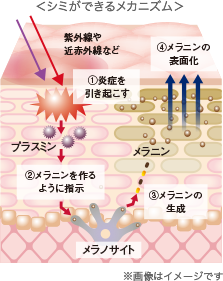 図解：シミができるメカニズム