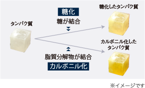 図解：脂質分解物とタンパク質が結合することによってタンパク質を変質し黄色くくすむ現象