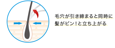 毛穴が引き締まると同時に髪がピン！と立ち上がる