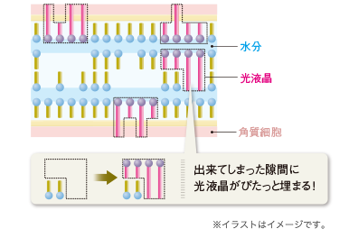 図解：潤いの基本であるラメラ構造