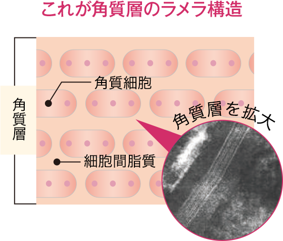 これが角質層のラメラ構造