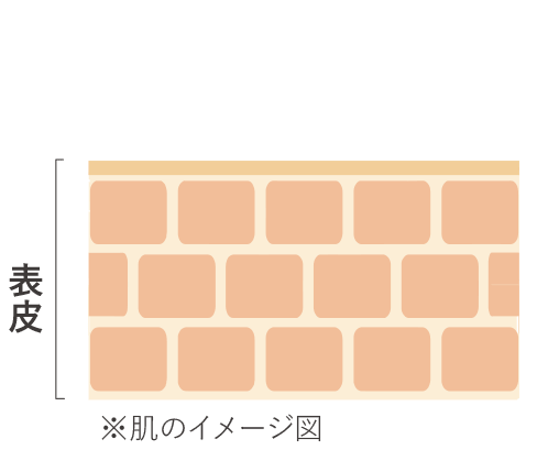 肌のイメージ図