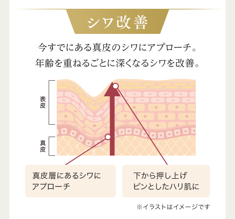 シワ改善 今すでにある真皮のシワにアプローチ。年齢を重ねるごとに深くなるシワを改善。