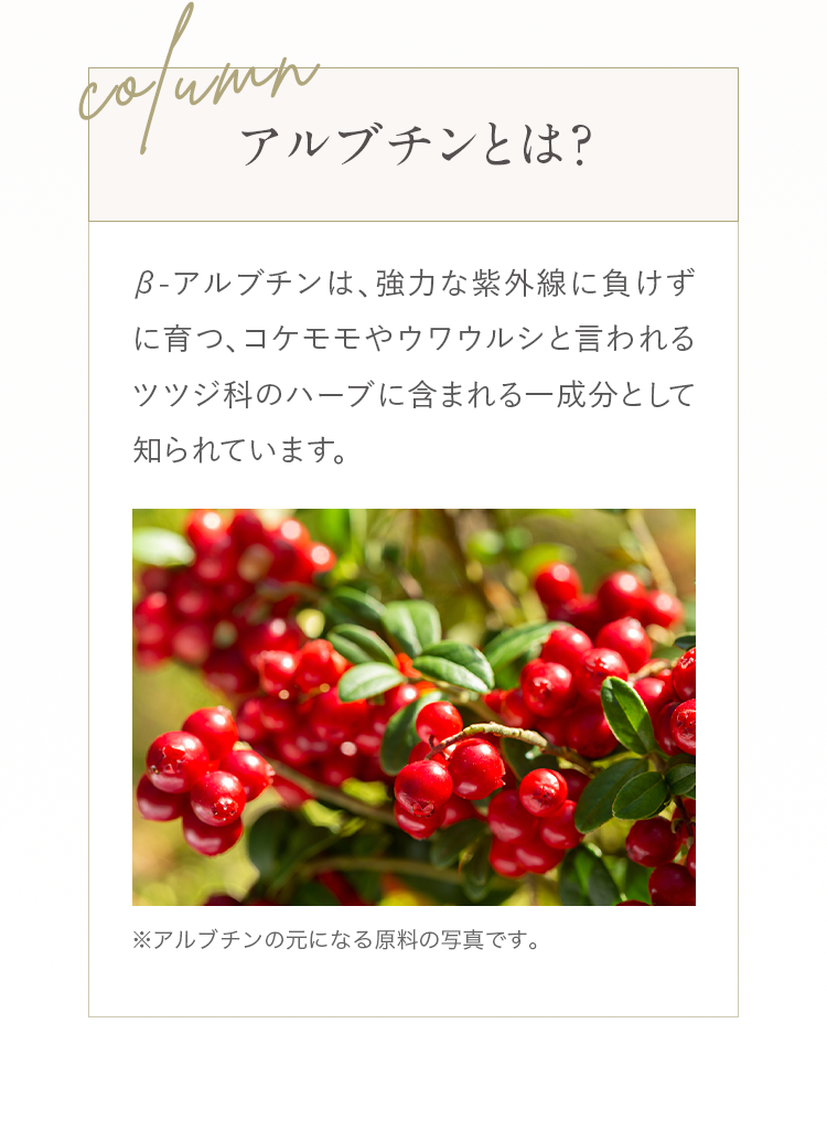 Column アルブチンとは？