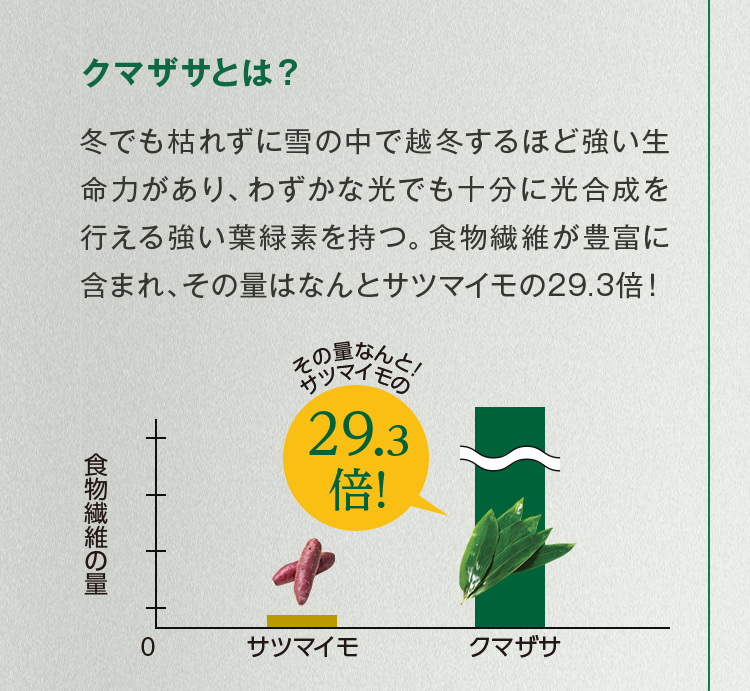 クマザサとは？冬でも枯れずに雪の中で越冬するほど強い生命力があり、わずかな光でも十分に光合成を行える強い葉緑素を持つ。食物繊維が豊富に含まれ、その量はなんとサツマイモの29.3倍！