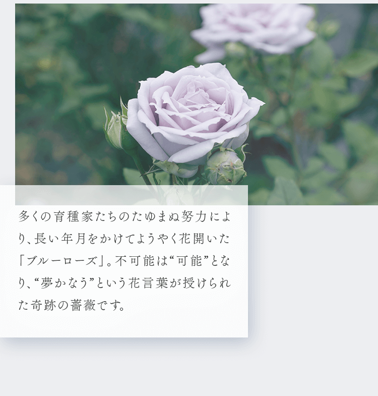 多くの育種家たちのたゆまぬ努力により、長い年月をかけてようやく花開いた「ブルーローズ」。不可能は“可能”となり、“夢かなう”という花言葉が授けられた奇跡の薔薇です。