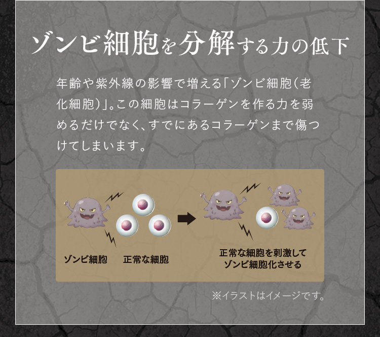 ゾンビ細胞を分解する力の低下