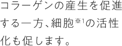 コラーゲンの産生を促進する一方、細胞※１の活性化も促します。