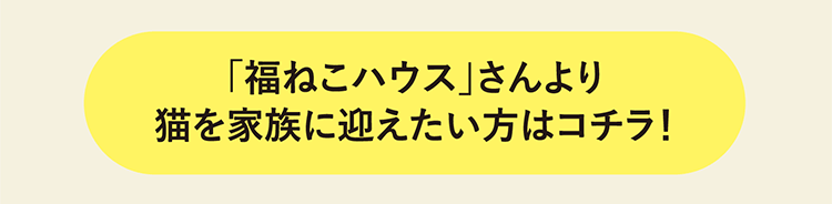 「福ねこハウス」さんより猫を家族に迎えたい方はコチラ！