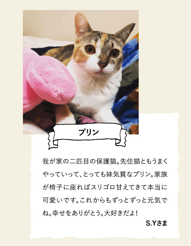 プリン：我が家の二匹目の保護猫。先住猫ともうまくやっていって、とっても妹気質なプリン。家族が椅子に座ればスリゴロ甘えてきて本当に可愛いです。これからもずっとずっと元気でね。幸せをありがとう。大好きだよ！ S.Yさま