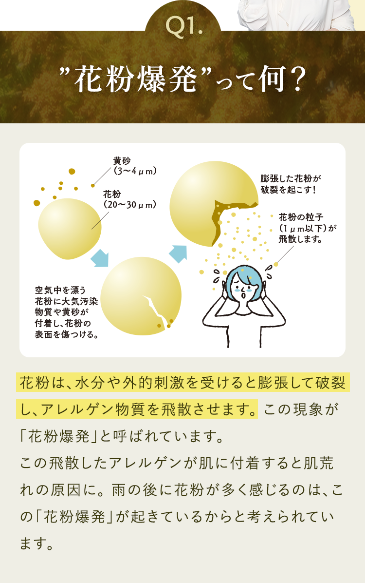 Q1.”花粉爆発”って何？ 花粉は、水分や外的刺激を受けると膨張して破裂し、アレルゲン物質を飛散させます。この現象が「花粉爆発」と呼ばれています。