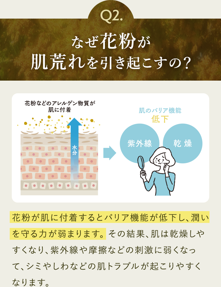 Q2.なぜ花粉が 肌荒れを引き起こすの？花粉が肌に付着するとバリア機能が低下し、潤いを守る力が弱まります。